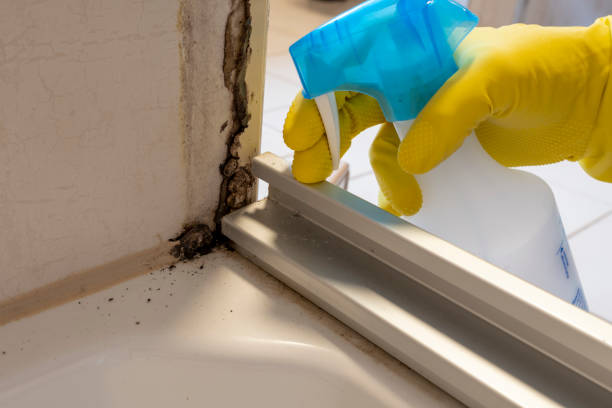 Mold Removal and Inspection in Morris, AL